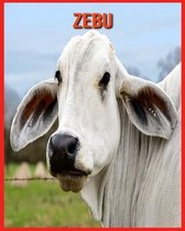 Zebu