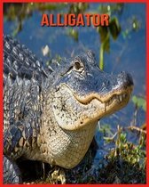 Alligator