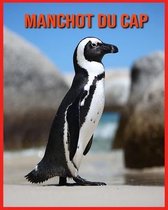 Manchot du Cap