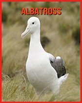 Albatross