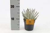 Klimplant van Botanicly – Erwtenplantje – Hoogte: 15 cm – Senecio rowleyanus