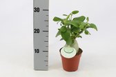 Kamerplant van Botanicly – Hydnophytum Papuanum – Hoogte: 30 cm