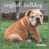 english bulldog