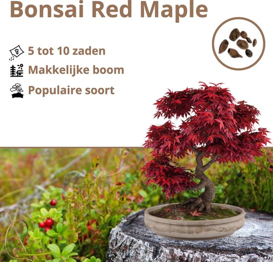 Graines de bonsaï - Kit de démarrage Bonsaï - Cultivez vos eigen