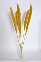 Pampasgras | Pampas pluimen | Pampas pluimen gedroogd | Rietgras xl | Droogbloemen | 100cm | 5stuks | Geel