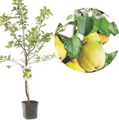 Kweeperenboom - Perenboom - Cydonia oblonga - Kweepeer peervorm - Kweepeer - laagstam - 150cm