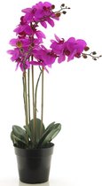SENSE Zijde Phalaenopsis met 3 bloemen - Orchidee plant paars 60cm - Kantoorplanten - Fuchsia