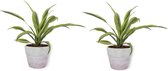 2x Kamerplant Dracaena Lemon Lime - ± 30cm hoog - In lila betonnen pot