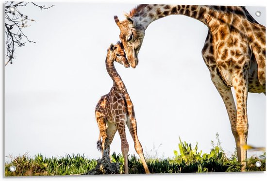 Tuinposter – Knuffelende Giraffen  - 90x60cm Foto op Tuinposter  (wanddecoratie voor buiten en binnen)