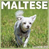 Maltese Calendar 2021: Official Maltese Calendar 2021, 12 Months