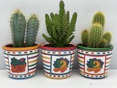Cactus- Cactus palen mix 3 soorten-8.5 cmØ- mexico pot- Opuntia Tuna- Pilocereus Azereus- Pilosocereus Chrysostele