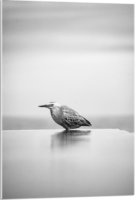 Acrylglas - Vogeltje (zwart/wit) - 60x90cm Foto op Acrylglas (Met Ophangsysteem)