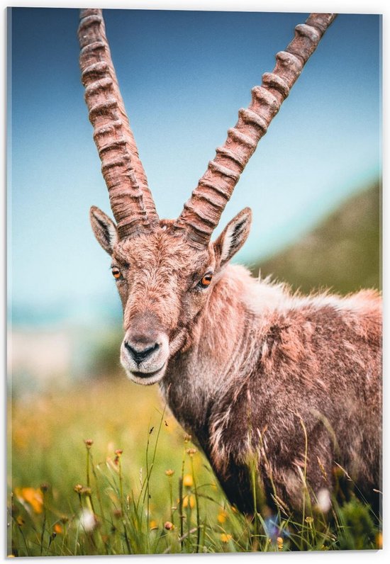 Acrylglas - Antilope in  het Gras - 40x60cm Foto op Acrylglas (Met Ophangsysteem)