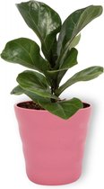 Kamerplant Ficus Bambino – Vioolplant - ± 30cm hoog – 12 cm diameter - in roze pot