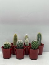 Cactus- Cactus mix 6 soorten- 6.5cmØ- rode glazen pot ± 8-17cm hoog