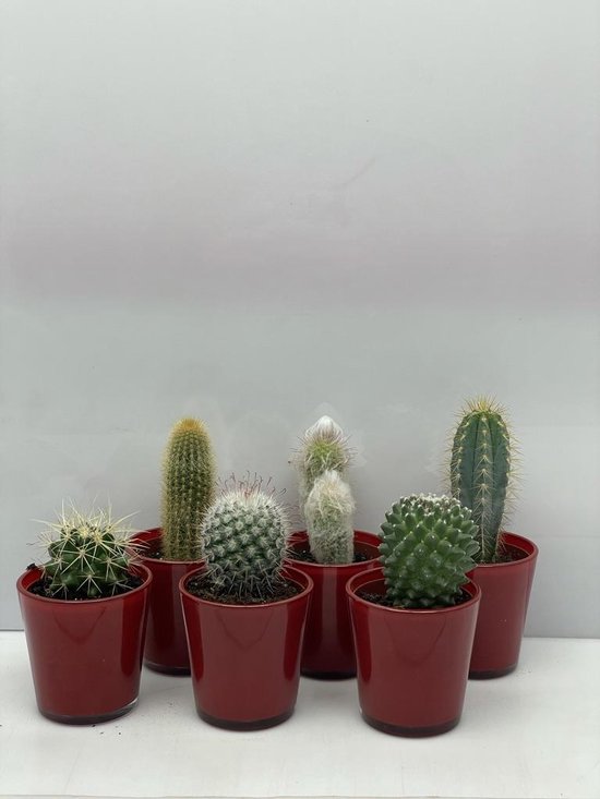 Cactus- Cactus mix 6 soorten- 6.5cmØ- rode pot ± 8-17cm hoog | bol