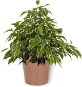 Kamerplant Ficus Kinky - ± 25cm hoog – 12 cm diameter - in koperkleurige pot