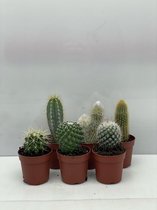 Cactus- Cactus mix 6 soorten- 6.5cmØ- ± 8-15cm hoog