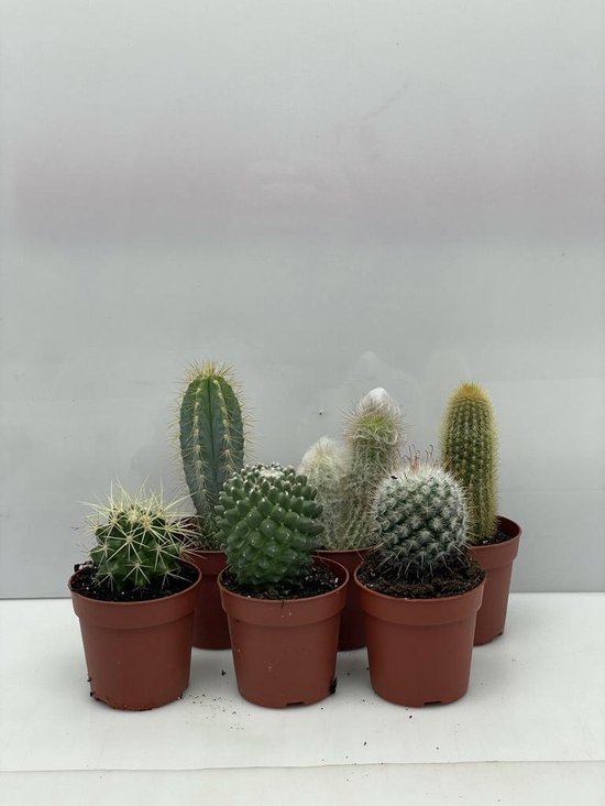 Cactus- Cactus mix 6 soorten- 6.5cmØ- ± 8-15cm hoog | bol.com