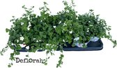 Bacopa - sutera - wit - 12stuks - deflorah -perkplant