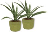 2x Kamerplant Dracaena Warnecki - ± 20cm hoog – 12cm diameter - in groene sierzak