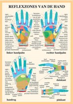 Anatomie poster handreflexologie (Nederlands, gelamineerd, A2) + ophangsysteem