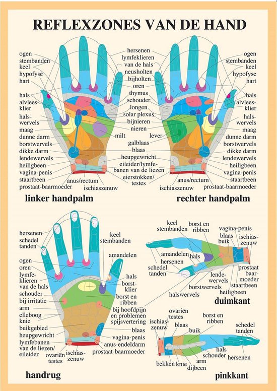 Anatomie poster handreflexologie (Nederlands, gelamineerd, A2) + ophangsysteem