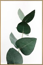 JUNIQE - Poster met kunststof lijst Eucalyptus 4 -60x90 /Groen