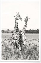 JUNIQE - Poster Giraffenpaar -60x90 /Grijs & Wit