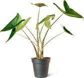 Olifantsoor (Alocasia Zebrina) Kamerplant - Medium - Hoogte 90cm - Potmaat 21cm - Plantery
