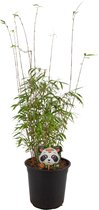 ZynesFlora - Fargesia Rufa - Bamboe - Ø 21 cm - ↕ Hoogte: 80-90 cm – Buitenplant – Tuinplant - Winterhard