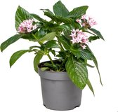 Pentas Roze per 3 stuks | binnen- en buitenplant in kwekerspot ⌀13 cm - ↕20-25 cm