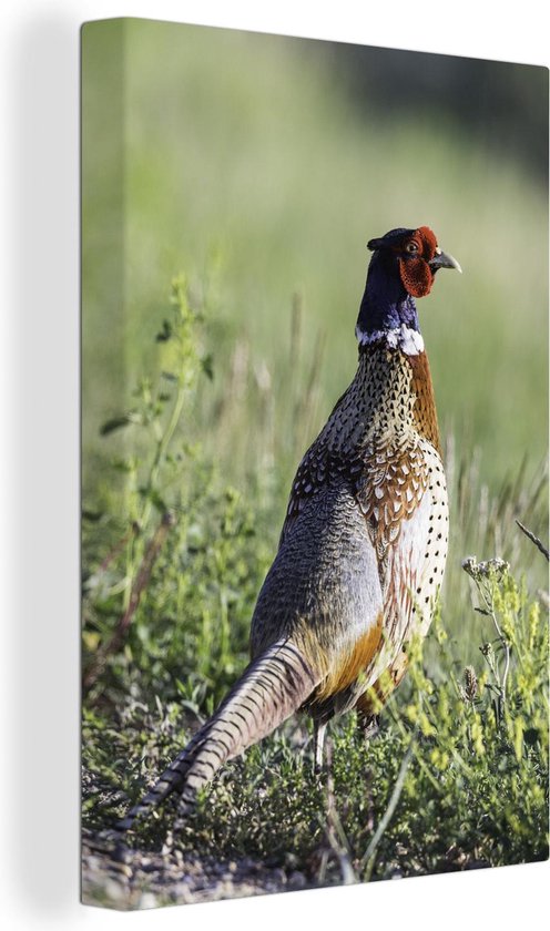 Un faisan mâle se promène dans la prairie Toile 40x60 cm - Tirage photo sur toile (Décoration murale salon / chambre)