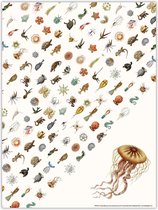 Poster: Art Forms of Nature (Kwal), Ernst Haeckel, Teylers Museum