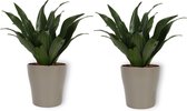 2x Kamerplant Dracaena Compacta - ± 30cm hoog - In zilverkleuirige pot