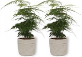 2x Kamerplant Asparagus Plumosus – Aspergeplant - ± 25cm hoog – 12 cm diameter - in grijze sierzak