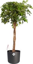 Plantjescoren.nl Vingersboom in ® ELHO b.for soft sierpot Pot Ø 27 cm