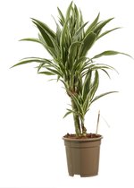 Plantjescoren.nl Dracaena White Stripe Pot Ø 17 cm