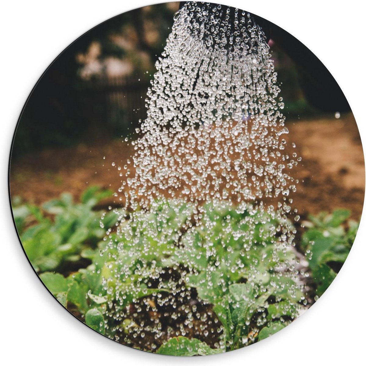 Dibond Wandcirkel - Regendouche in de Natuur - 50x50cm Foto op Aluminium Wandcirkel (met o