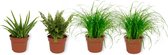 Set van 4 Kamerplanten - 2x Cyperus Zumula & 1x Aloe Vera Clumb & 1x Nephrolepis Vitale - ± 25cm hoog - 12cm diameter