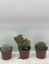 Cactus24- Succuelten Mix- 3 Stuks- 8.5cm Potten- 10-15cm Hoog- Vetplanten- Kamerplanten