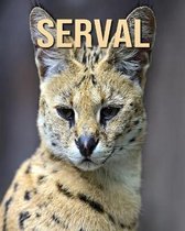 Serval