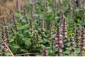 12 x Ajuga reptans 'Rosea' - Kruipend Zenegroen in 9x9cm pot