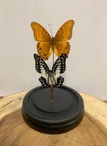 Vtw Living - Vlinder in Glazen Stolp - Vlinders - Bruin - 20 cm hoog