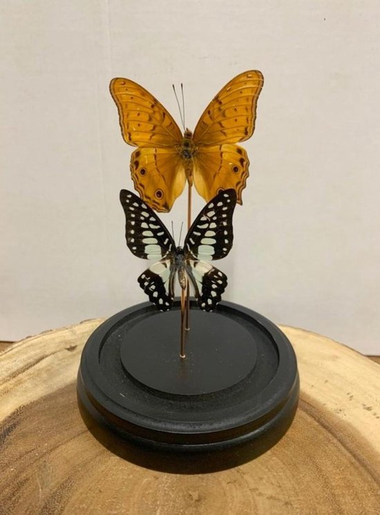 Opgezette Vlinders in Stolp - Bruin - Vlinder In Glazen Stolp - Vlinderstolp Glas - 20 cm