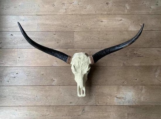 Longhorn Skull - Dierenschedel - Skull Wanddecoratie - Buffalo - Gewei - 1 meter
