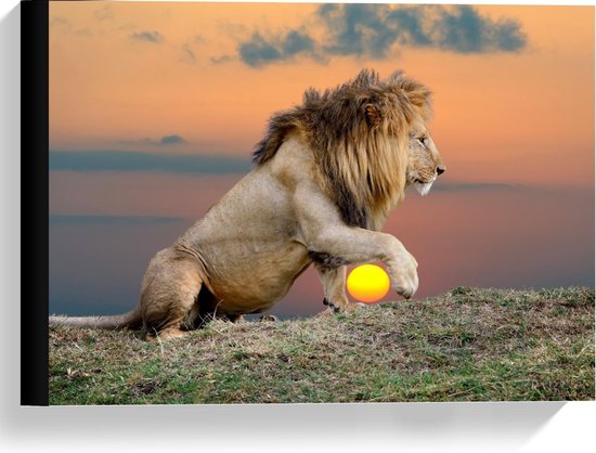 Canvas - Leeuw met Zon tussen Voorpoten - Foto op Canvas Schilderij (Wanddecoratie op Canvas)
