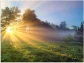 Poster – Zonnestralen door Boom op Grasveld - 40x30cm Foto op Posterpapier