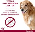 Een golden retriever met een rood 'verboden' teken voor teken.