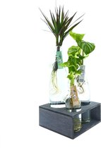 LOFE-Green Jewel-Trio Special, 3 hydroponic planten in verschillende vazen